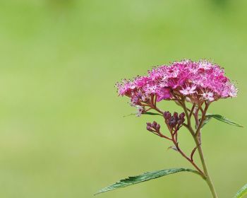 Close-up of pink flower