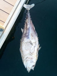 Directly above shot of fish in sea