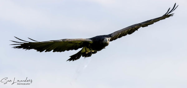 Low angle view of eagle flying against sky