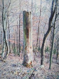 Trees in forest