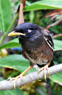 Close-up of bird perching on branch