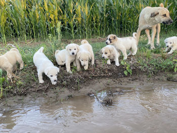 View of dogs drinking water in lake