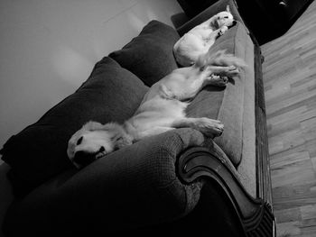 High angle view of dog sleeping on man