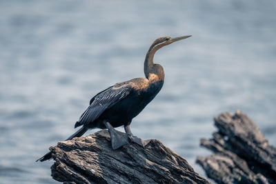 Bird perching on rock