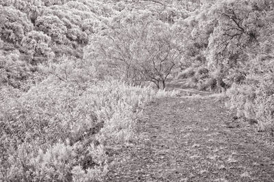 Full frame shot of trees growing on field