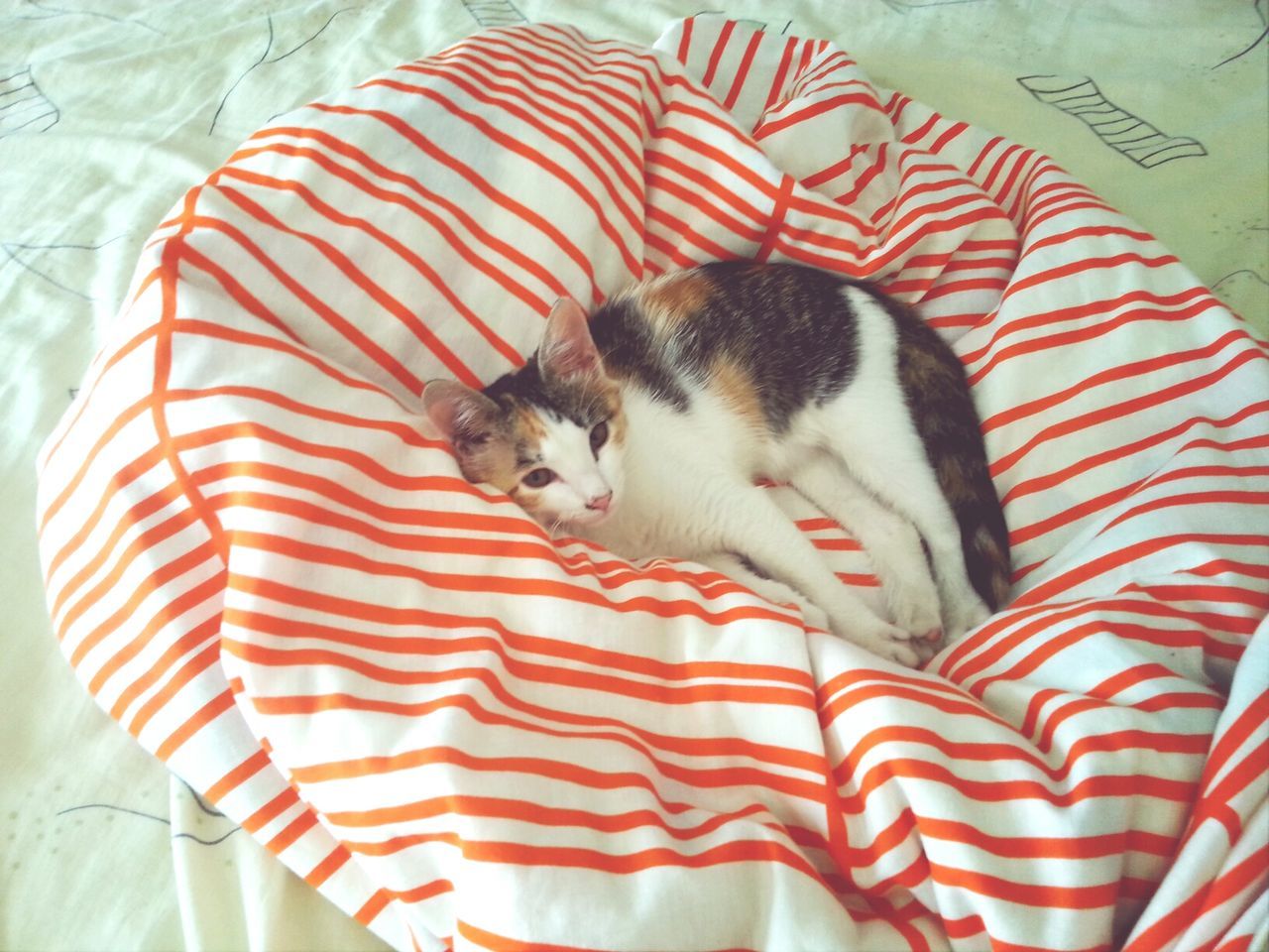 animal themes, pets, one animal, domestic animals, indoors, mammal, relaxation, cat, high angle view, bed, resting, domestic cat, white color, striped, lying down, red, portrait, vertebrate, comfortable, sleeping