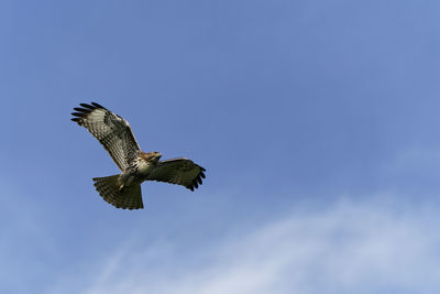 Low angle view of eagle flying against blue sky