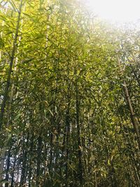 Low angle view of bamboo trees in forest