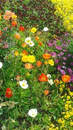Flowers growing in field