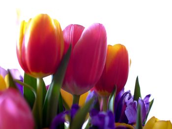 Close-up of tulips