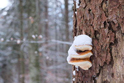 Close-up of snow on tree trunk