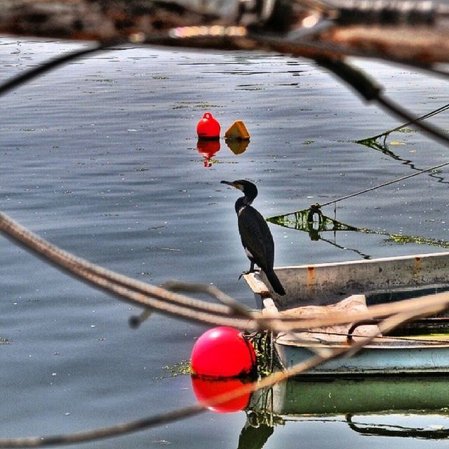 red, bird, transportation, focus on foreground, isolated color, mode of transport, day, outdoors, water, rope, close-up, no people, full length, street, mid-air, nautical vessel, bicycle, perching, wildlife, weather