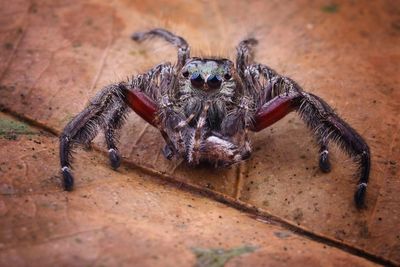 Close-up of spider
