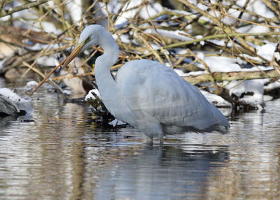 White duck in a lake