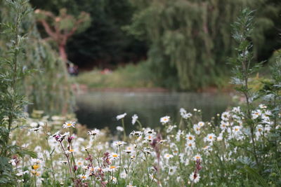 Scenic view of lake amidst flowering plants