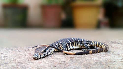 Close-up of monitor lizard on footpath