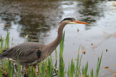 Close-up of heron in lake