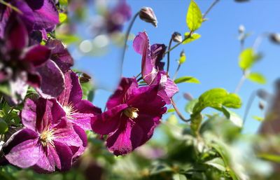 Close-up of purple flowers blooming outdoors