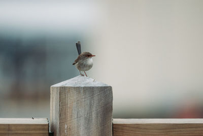 Blue fairy wren perched on a fence.