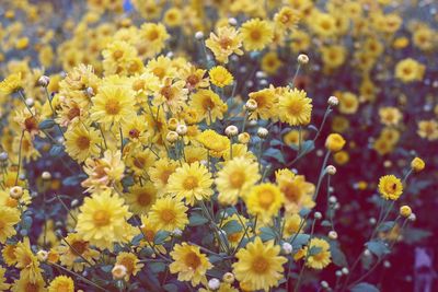 Close-up of yellow flowering plant