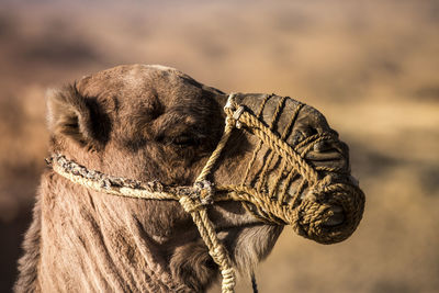 Close-up of horse