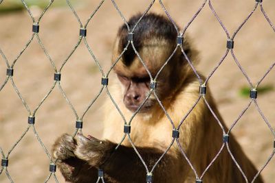 Close-up of monkey on chainlink fence at zoo