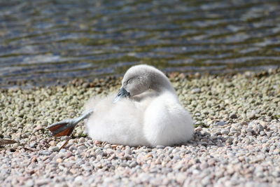 Close-up of a bird on beach