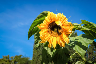 Close-up of sunflower