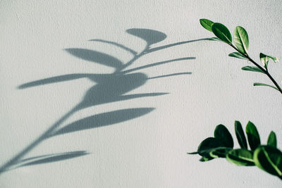 Shadow of plant on wall