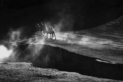 High angle view of bactrian camels walking at desert