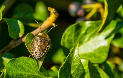 Close-up of insect on leaf