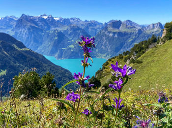 Alp flower