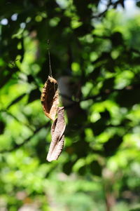 Close-up of a spider hanging on plant