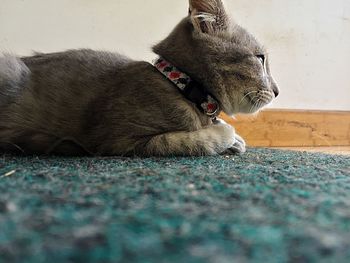 Close-up of dog relaxing