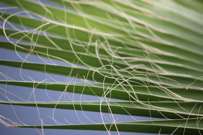 Full frame shot of green tree