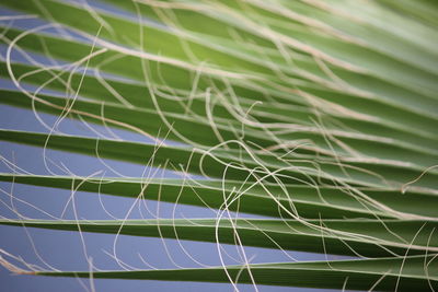 Close-up of leaves