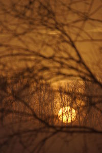 Close-up of bare trees against sunset sky