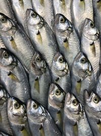 Close-up of fish for sale in market