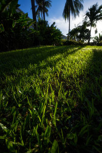 Trees growing on field