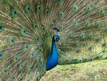 Close-up of peacock