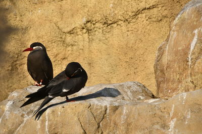 Bird perching on rock