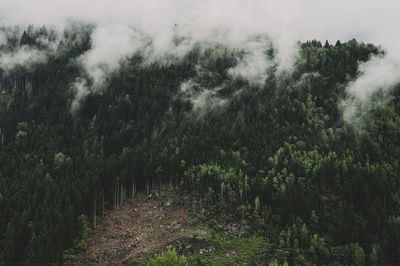 Trees in forest