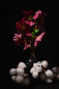 Close-up of flowers against black background