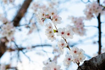 Close-up of white cherry blossom tree