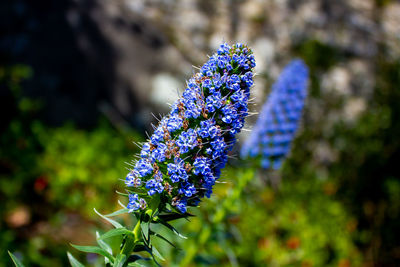 Close-up of purple flowering plant