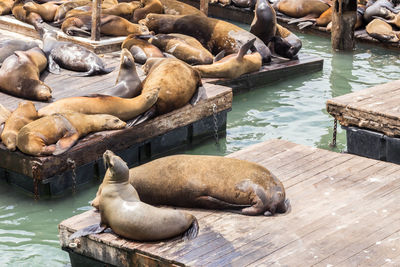 High angle view of sea lion resting on pier at lake