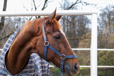 A bay horse in a blanket stands in a paddock. selective focus.