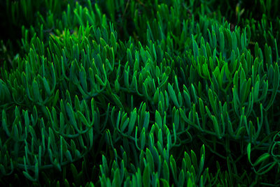 Full frame shot of green plants