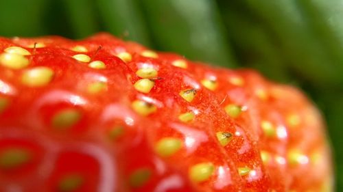 Close-up of water drops on red leaf