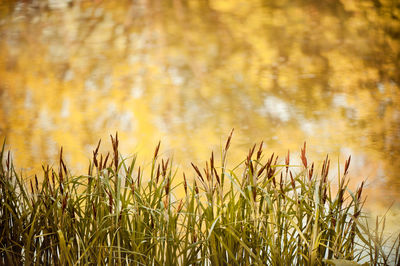 Close-up of grass in autumn